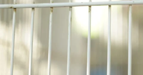 Caged monkey observes animal sanctuary wildlife natural habitat close-up view 스톡 동영상 323424657