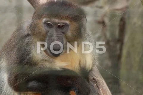 Caged monkey Stock Photos