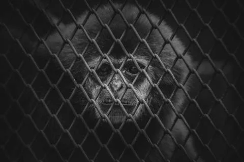 Caged Monkey Stock Photos