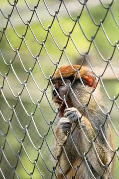 Caged monkey Stock Photos