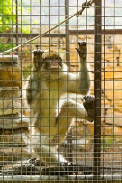 Caged Monkey with sad looking Stock Photos