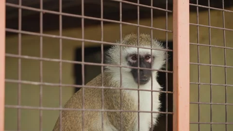 Caged monkey sits behind wire mesh, quiet gaze through bars, muted indoor 스톡 동영상 329428079