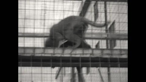 Caged Monkeys Play 1933 Stock Footage 197379115