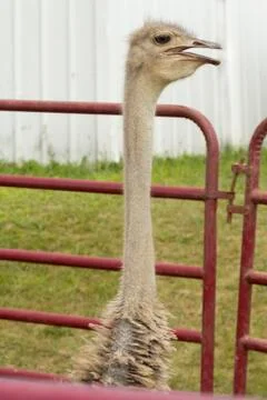 Caged Ostrich Stock Photos