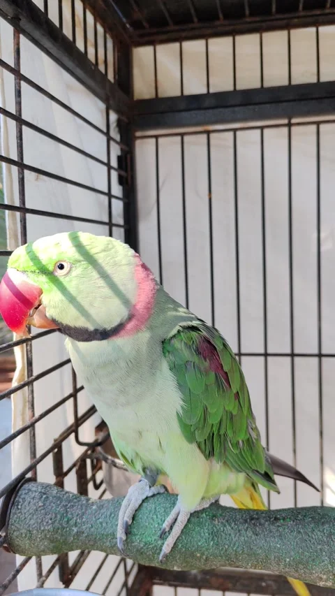 A caged parrot Video stock 333517485