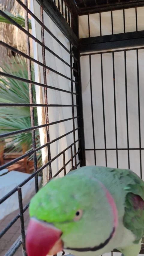 A caged parrot Video stock 333517534