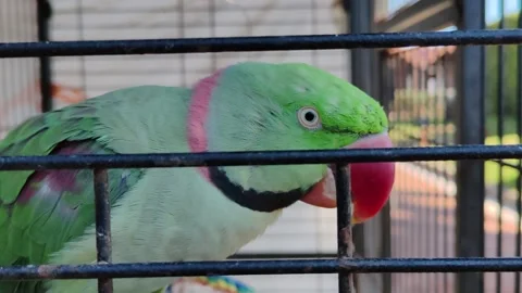A caged parrot Stock Footage 333517549