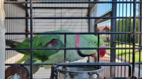 A caged parrot Video stock 333517566