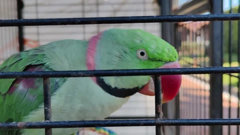 A caged parrot Video stock 333517572