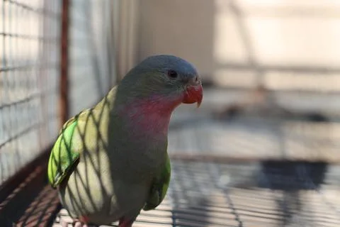 Caged parrot Stock-Fotos