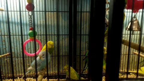 Caged parrots. A flock of parrots in a cage, aviary, keeping parrots, breeding. Stock Footage 306061145