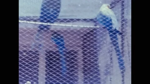 Caged parrots at the zoo in the 70s Video stock 223136292