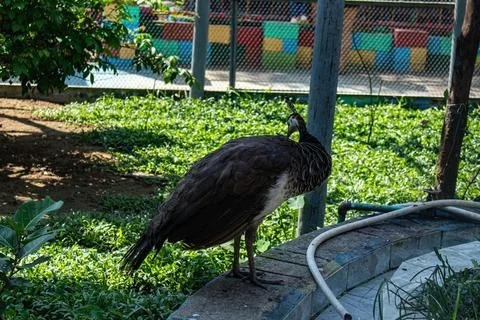 Caged peacock with missing feathers roaming in the zoo Stock Photos