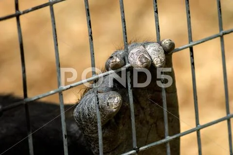 Caged Stock Photos