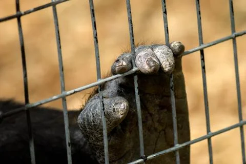 Caged Stock Photos