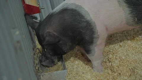 Caged pig eats from trough Stock Footage 258851797