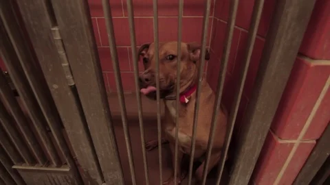 Caged Pit Bull 11 Stock Footage 79019753