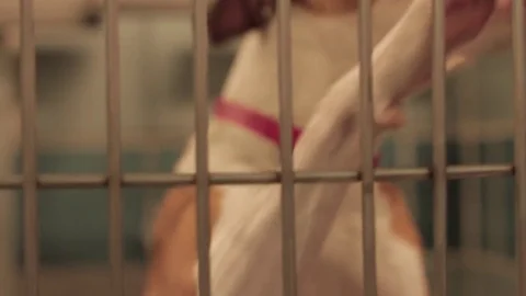 Caged Pit Bull 2 Stock Footage 79019627