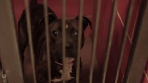 Caged Pit Bull 4 Stock Footage 79019684