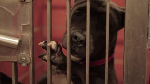Caged Pit Bull 5 Stock Footage 79019697