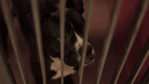 Caged Pit Bull 6 Stock Footage 79019708