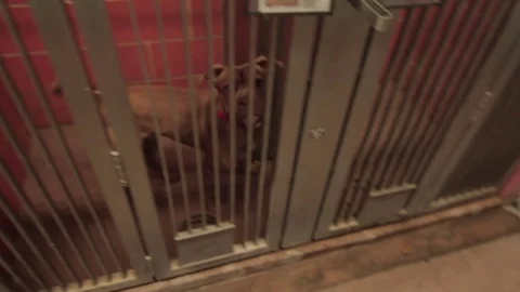 Caged Pit Bull 8 Stock Footage 79019726