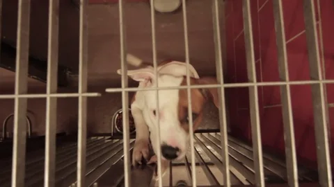 Caged Pit Bull Above Stock Footage 79019745