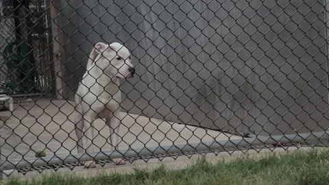 Caged Pit Bull Outside Stock Footage 79019762