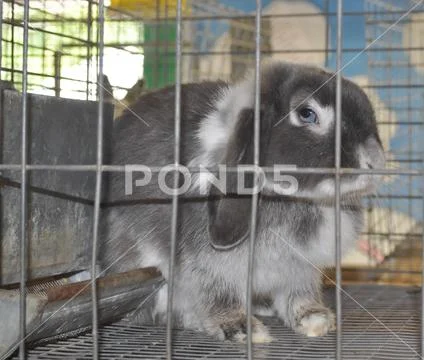 Caged Rabbit with Blue Eyes Stock Photos