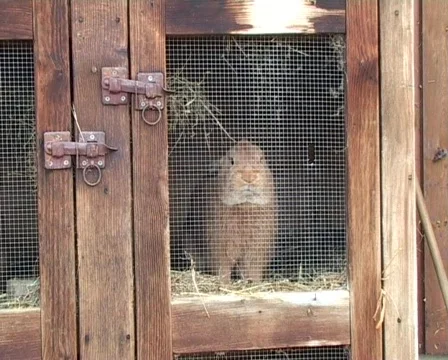 Caged Rabbit Stock Footage 62899