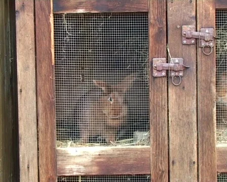 Caged Rabbit Stock Footage 62901