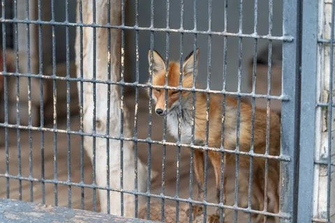 Caged red fox behind metal bars. Rusted wire and wooden posts frame confined  Stock Photos