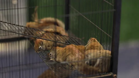 Caged red squirrels eating seeds inside a trap Stock Footage 329030167