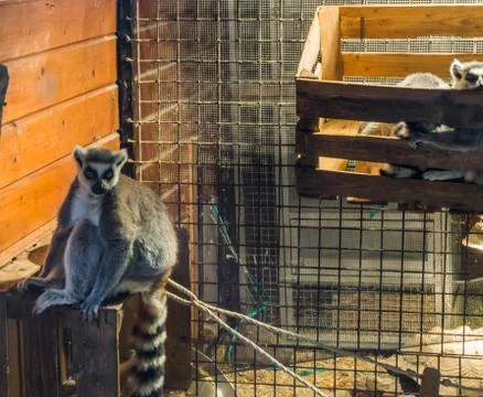 Caged ring tailed lemur monkey in imprisonment a endangered tropical animal p Stock Photos