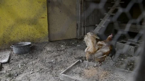 Caged rooster and hens in chicken coop on traditional rural barm yard Stock Footage 70319334