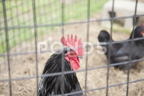 Caged Rooster Stock Photos