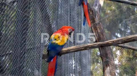 Caged Scarlet macaw bird at a zoo Stock Photos