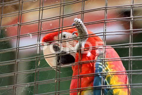 Caged scarlet macaw Stock Photos