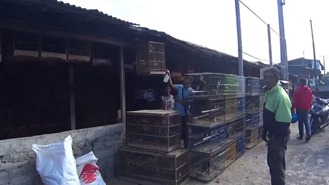 Caged singing bird Stock Footage 77921902