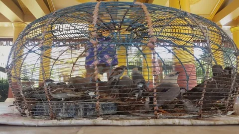 Caged sparrows close up, child vendor behind cage, birds fly, Mandalay, Myanmar Stockbeeldmateriaal 79419618