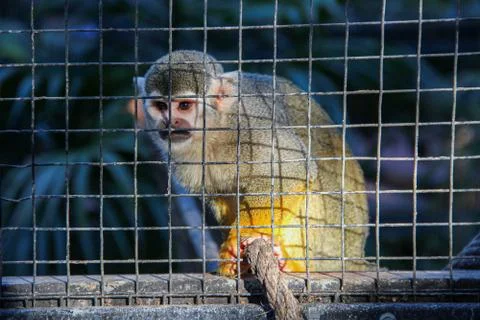 Caged squirrel monkey. Saimiri behind bars. Stock Photos
