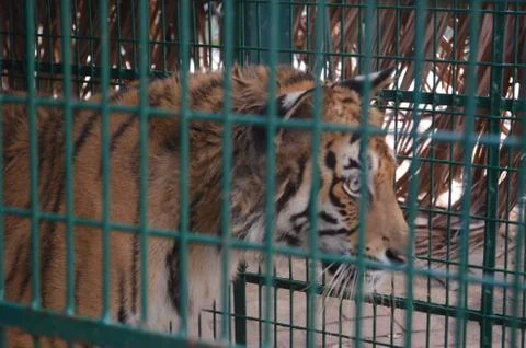 Caged Tiger Stock Photos