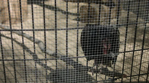 Caged Vulture Stock Footage 138128546