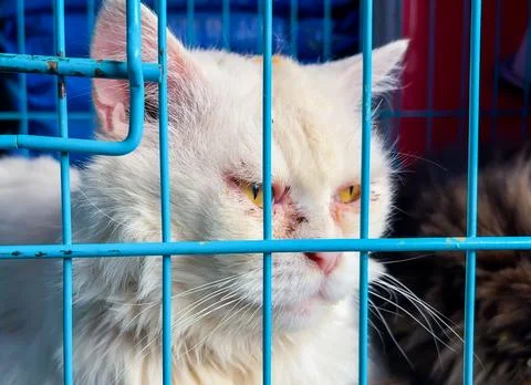 Caged white cat looking through metal enclosure at pet shop 写真素材