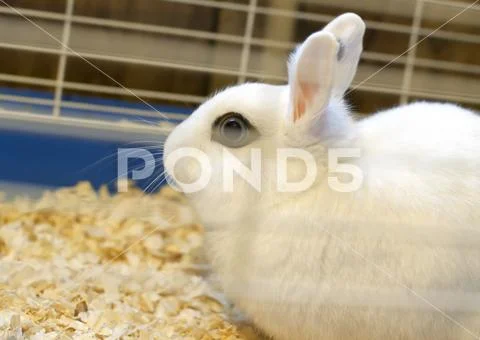 Caged White Rabbit Stock Photos