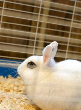 Caged White Rabbit Stock Photos