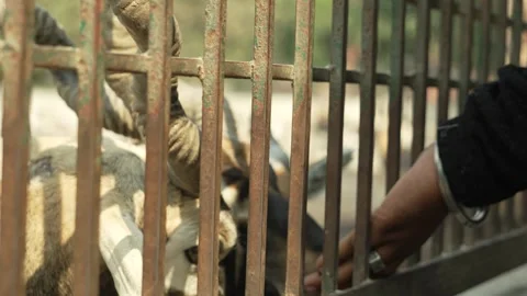 Caged Wild Animal Resting Behind Metal Bars Stock Footage 320362908