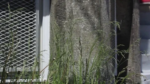 Caged Window Barrington St, Halifax, Nova Scotia 動画素材 90871704