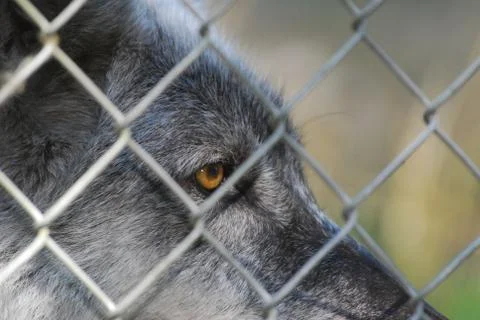 Caged wolf Stock Photos