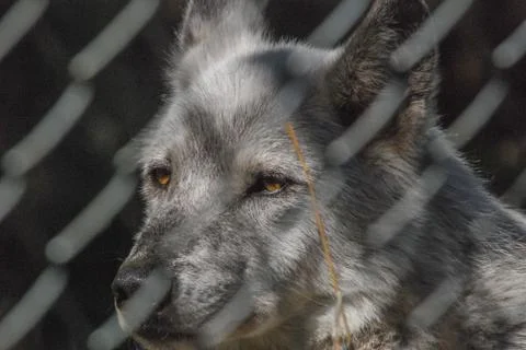 Caged wolf Stock Photos
